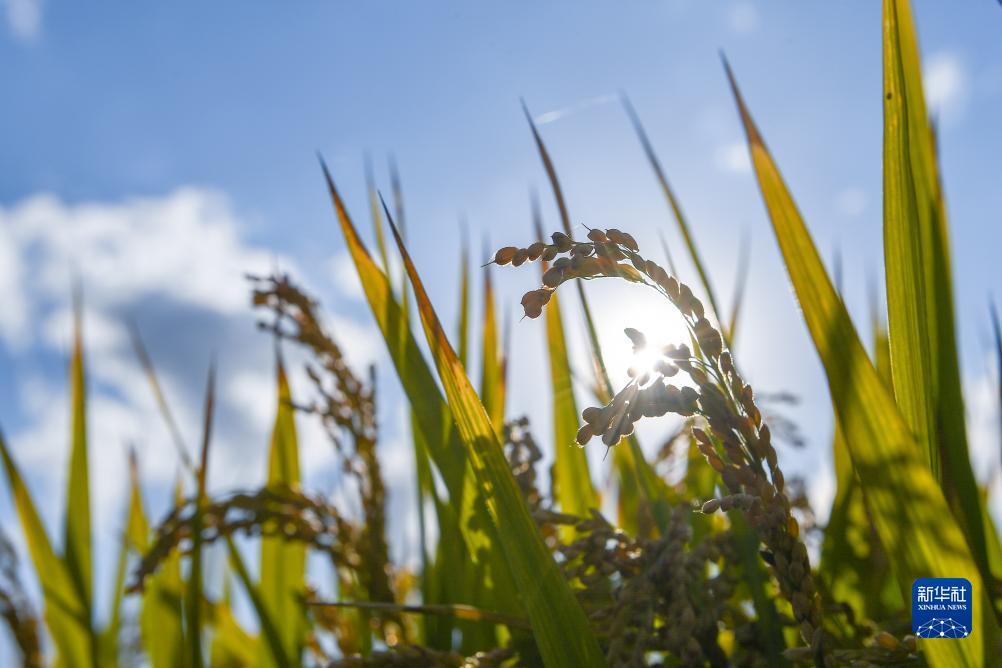菠菜公社